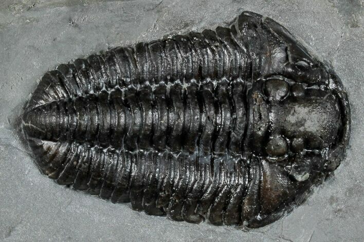 Calymene Niagarensis Trilobite Fossil - New York #269944